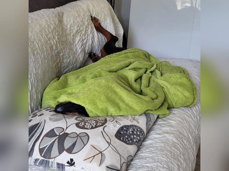 Hitchicookie sucht ein neues Zuhause
