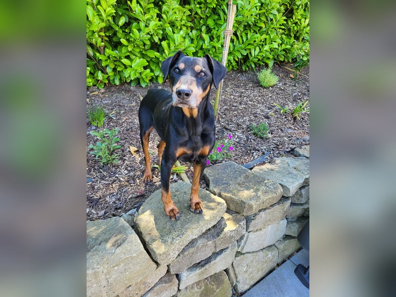 Hitchicookie sucht ein neues Zuhause