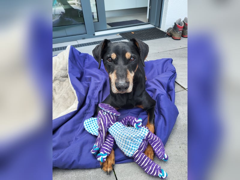 Hitchicookie sucht ein neues Zuhause