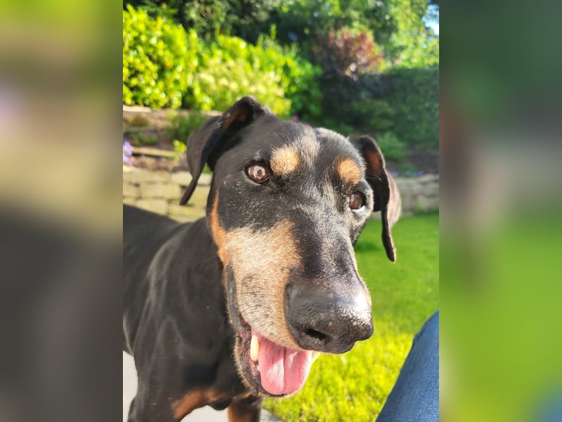 Hitchicookie sucht ein neues Zuhause