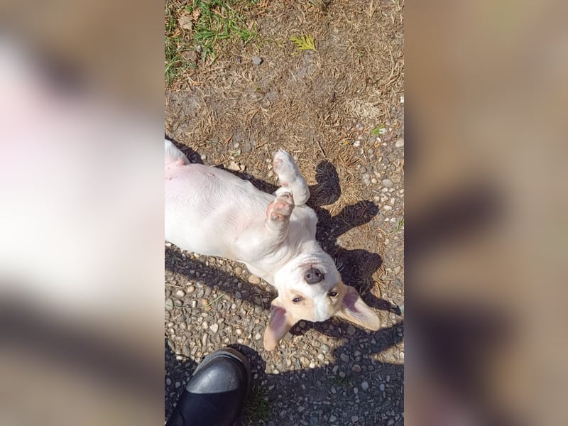 Deutsche Pinscher Mix Welpen
