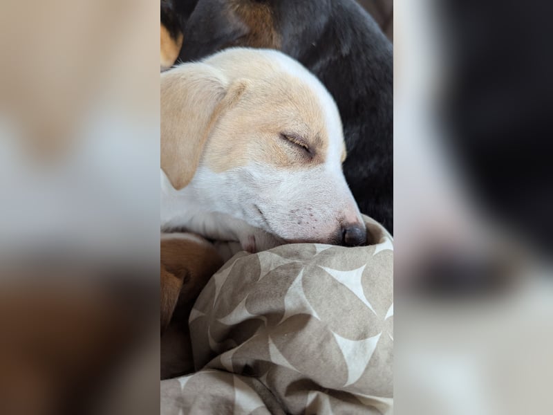Deutsche Pinscher Mix Welpen