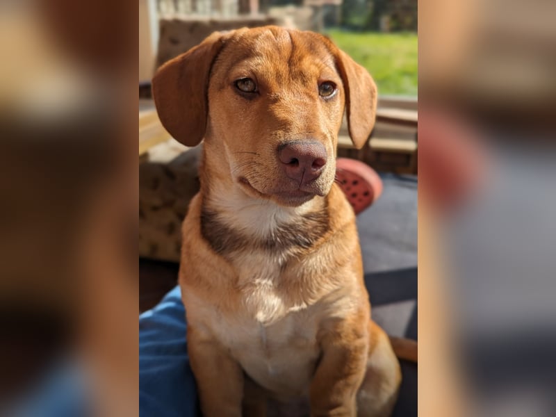 Deutsche Pinscher Mix Welpen