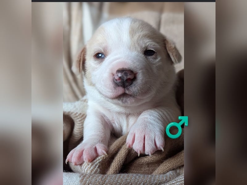 Deutsche Pinscher Mix Welpen