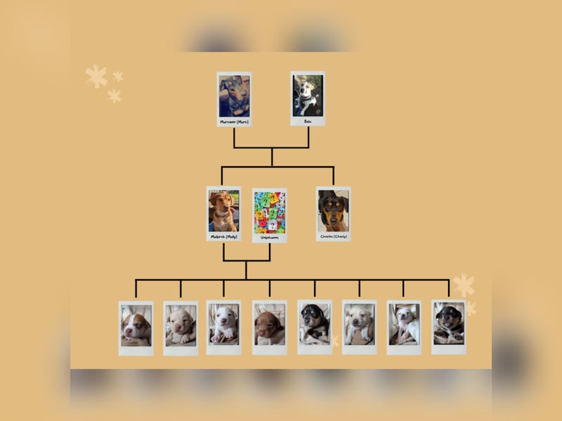 Deutsche Pinscher Mix Welpen
