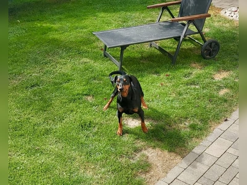 Deutscher Pinscher Hero, 2,9 Jahre alt mit Handycap