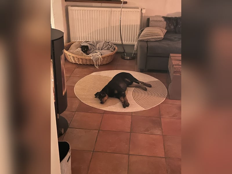 Deutscher Pinscher Hero, 2,9 Jahre alt mit Handycap