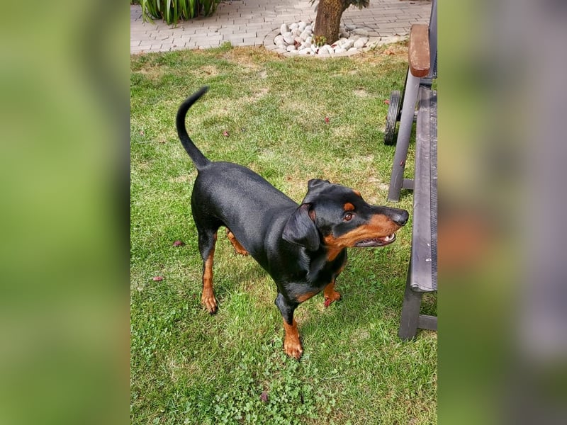 Deutscher Pinscher Hero, 2,9 Jahre alt mit Handycap