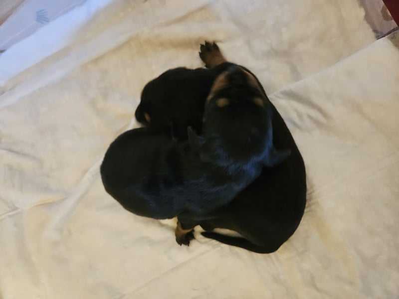 Wunderschöne Deutsche Pinscher Welpen suchen liebevolles Zuhause!