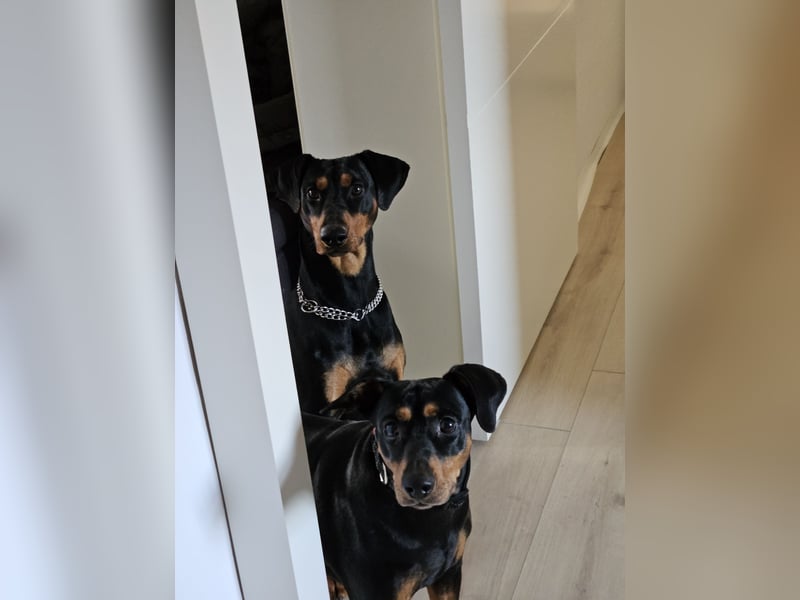Wunderschöne Deutsche Pinscher Welpen suchen liebevolles Zuhause!