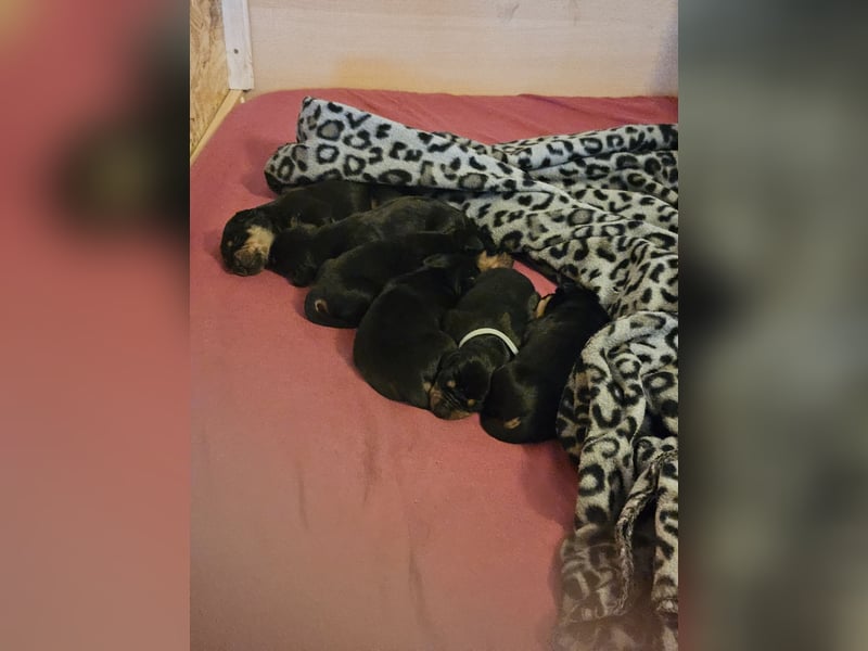 Wunderschöne Deutsche Pinscher Welpen suchen liebevolles Zuhause!