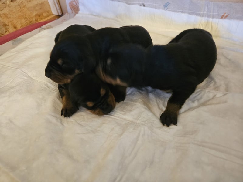 Wunderschöne Deutsche Pinscher Welpen suchen liebevolles Zuhause!