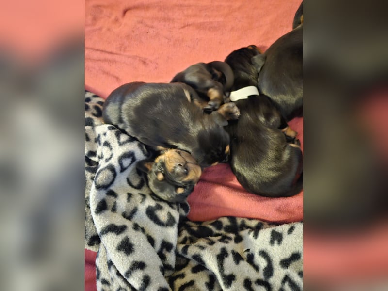 Wunderschöne Deutsche Pinscher Welpen suchen liebevolles Zuhause!
