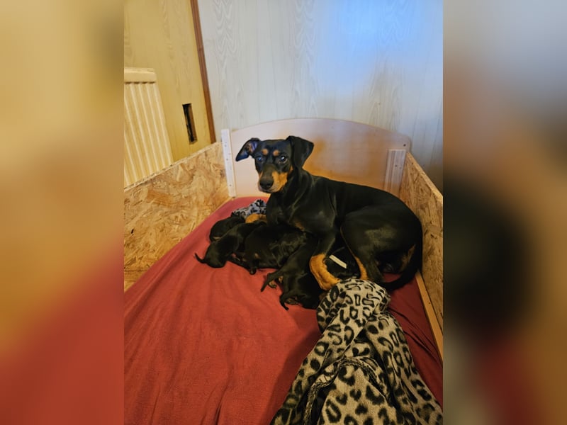 Wunderschöne Deutsche Pinscher Welpen suchen liebevolles Zuhause!