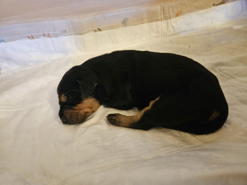 Wunderschöne Deutsche Pinscher Welpen suchen liebevolles Zuhause!