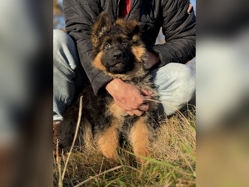 Deutscher Schäferhund Langhaarstockhaar langhaar