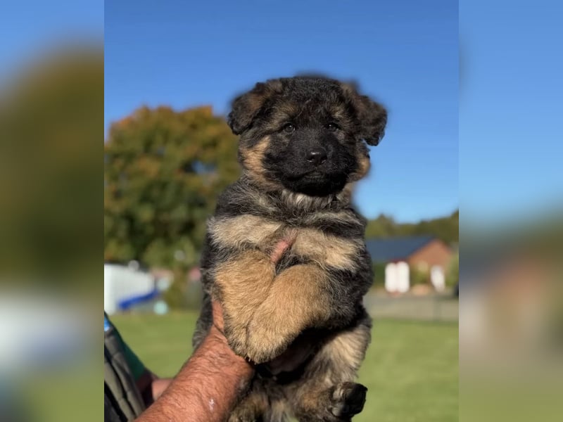 Deutscher Schäferhund Langstockhaar Welpe Rüde