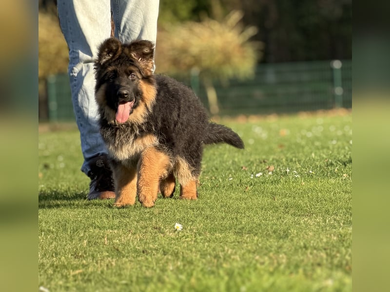 Deutscher Schäferhund Langhaarstockhaar langhaar