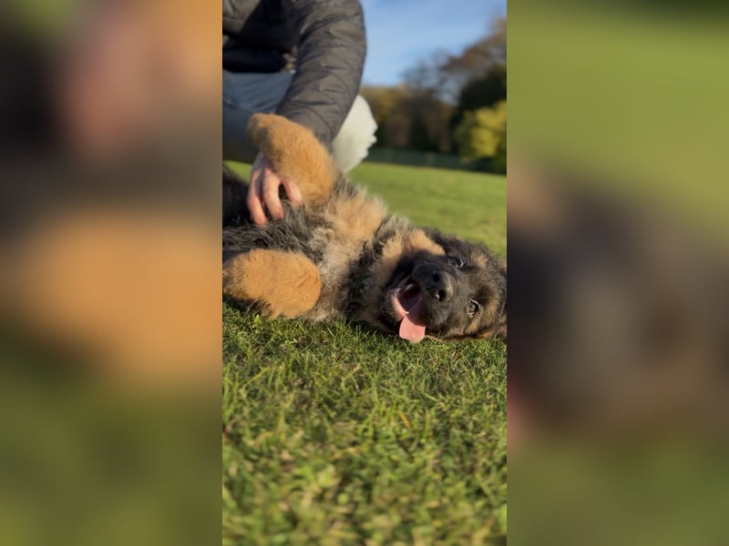 Deutscher Schäferhund Langhaarstockhaar langhaar