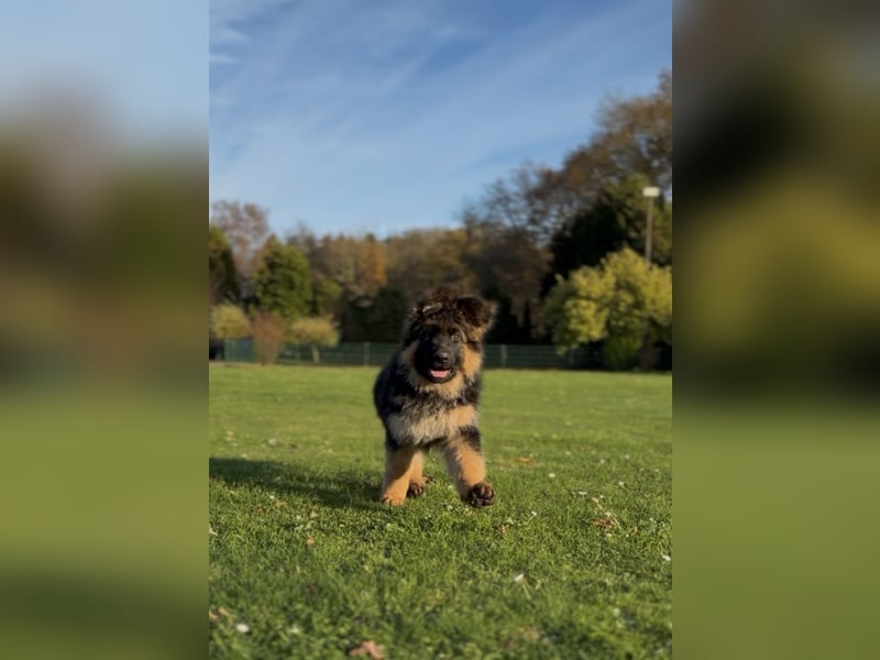 Deutscher Schäferhund Langhaarstockhaar langhaar