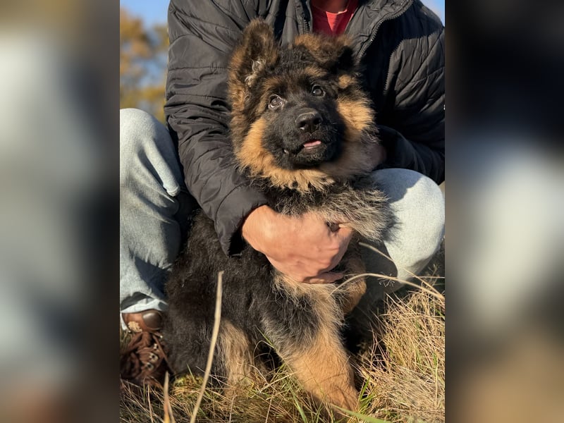 Deutscher Schäferhund Langhaarstockhaar langhaar