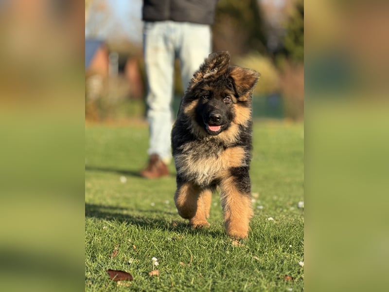 Deutscher Schäferhund Langhaarstockhaar langhaar