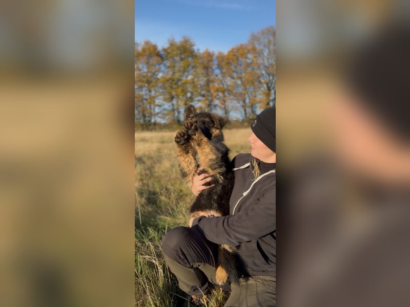 Deutscher Schäferhund Langhaarstockhaar langhaar