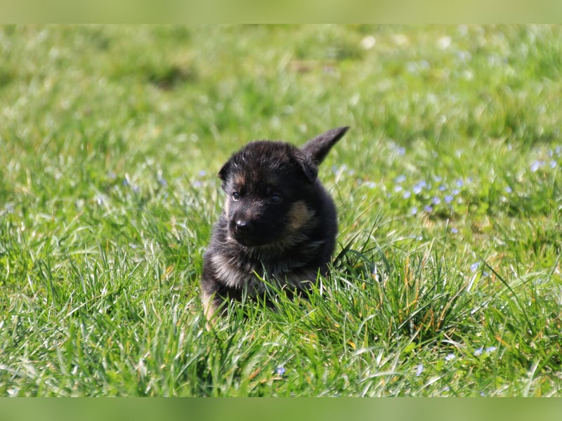 Gil sucht ab sofort ein liebevolles neues Zuhause