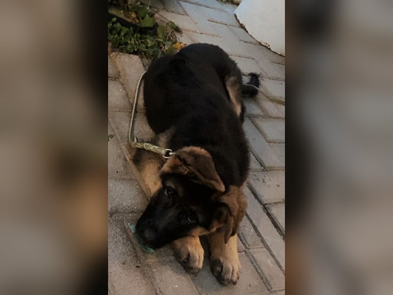 Gil sucht ab sofort ein liebevolles neues Zuhause