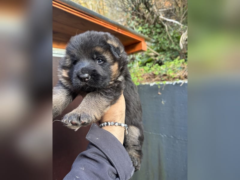 Deutscher Schäferhund Welpen