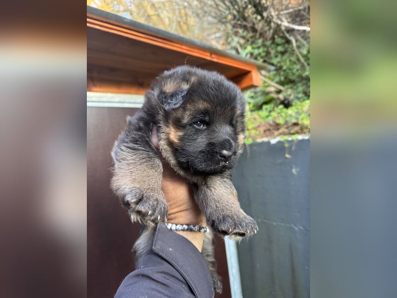 Deutscher Schäferhund Welpen