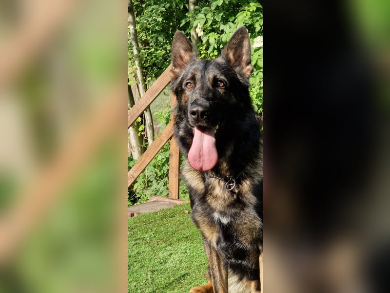 Smokey darf Damenbesuch empfangen