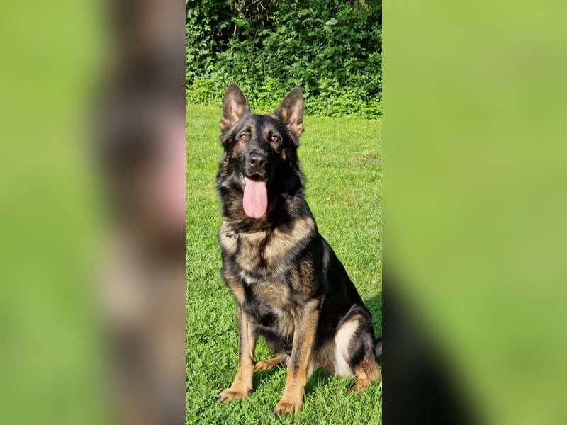 Smokey darf Damenbesuch empfangen