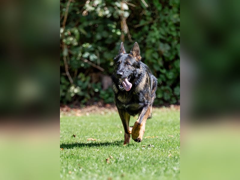 Smokey darf Damenbesuch empfangen