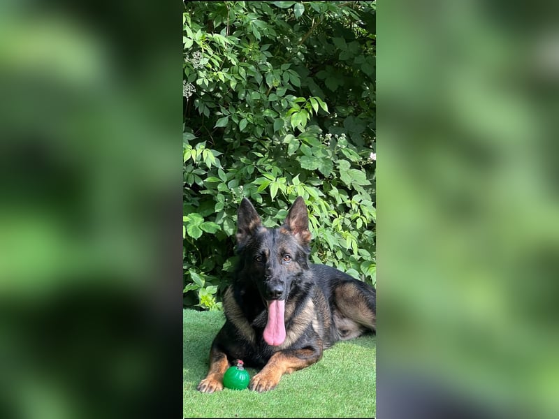 Smokey darf Damenbesuch empfangen