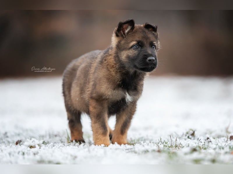 Smokey darf Damenbesuch empfangen