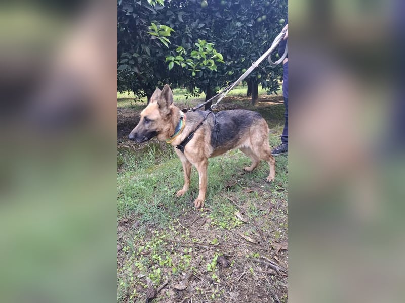 Elfie: Schäferhündin sucht Zuhause