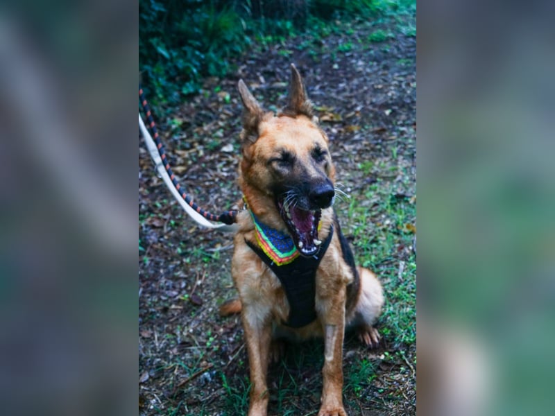 Elfie: Schäferhündin sucht Zuhause