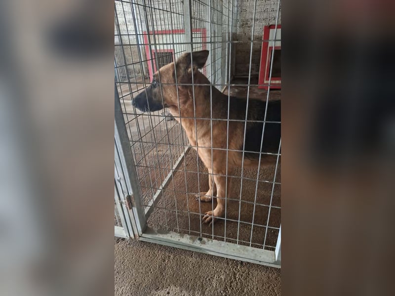 Elfie: Schäferhündin sucht Zuhause
