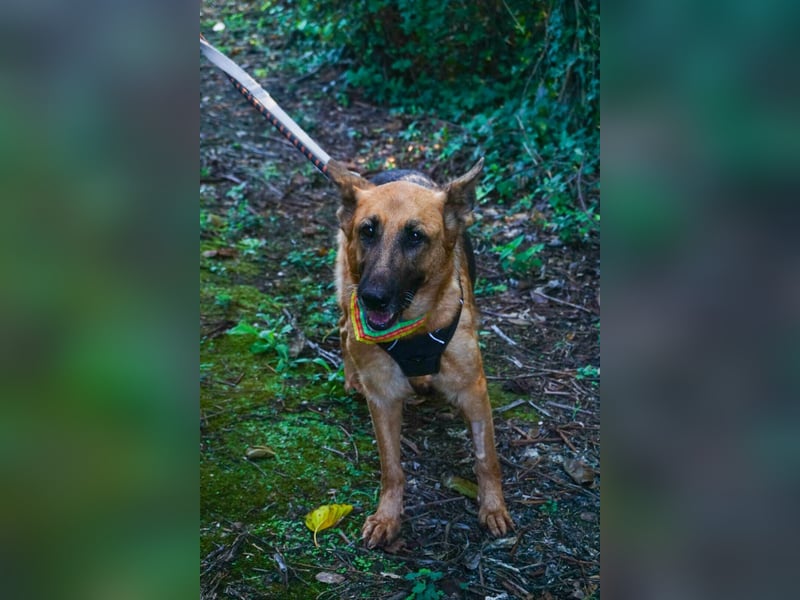 Elfie: Schäferhündin sucht Zuhause