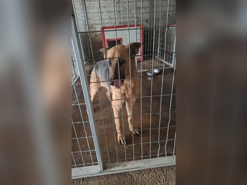Elfie: Schäferhündin sucht Zuhause