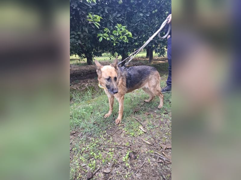 Elfie: Schäferhündin sucht Zuhause