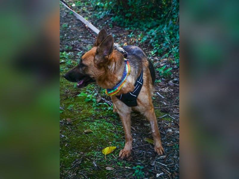 Elfie: Schäferhündin sucht Zuhause
