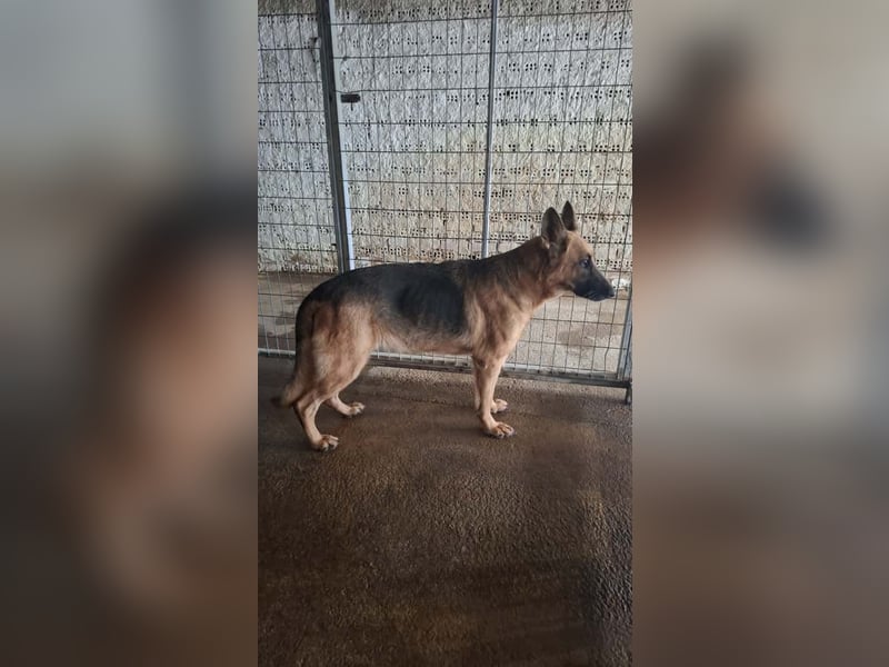 Elfie: Schäferhündin sucht Zuhause