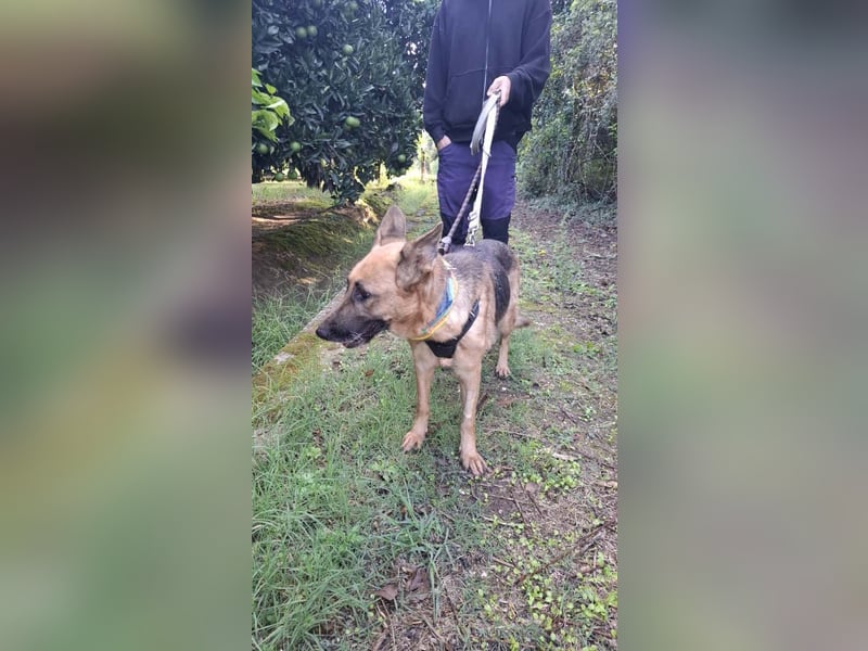 Elfie: Schäferhündin sucht Zuhause
