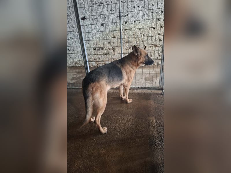 Elfie: Schäferhündin sucht Zuhause