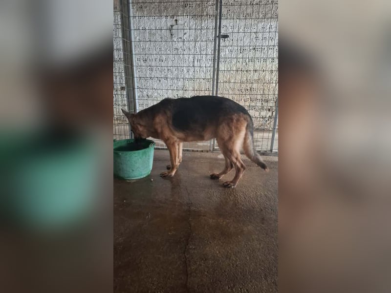 Elfie: Schäferhündin sucht Zuhause