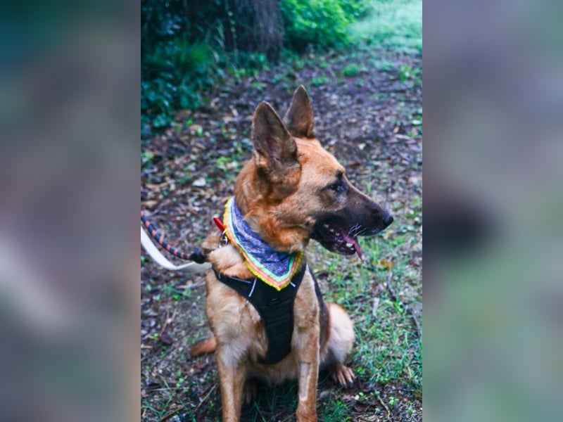 Elfie: Schäferhündin sucht Zuhause