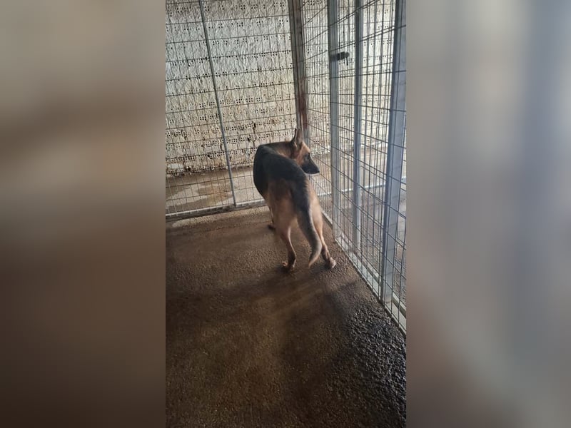 Elfie: Schäferhündin sucht Zuhause