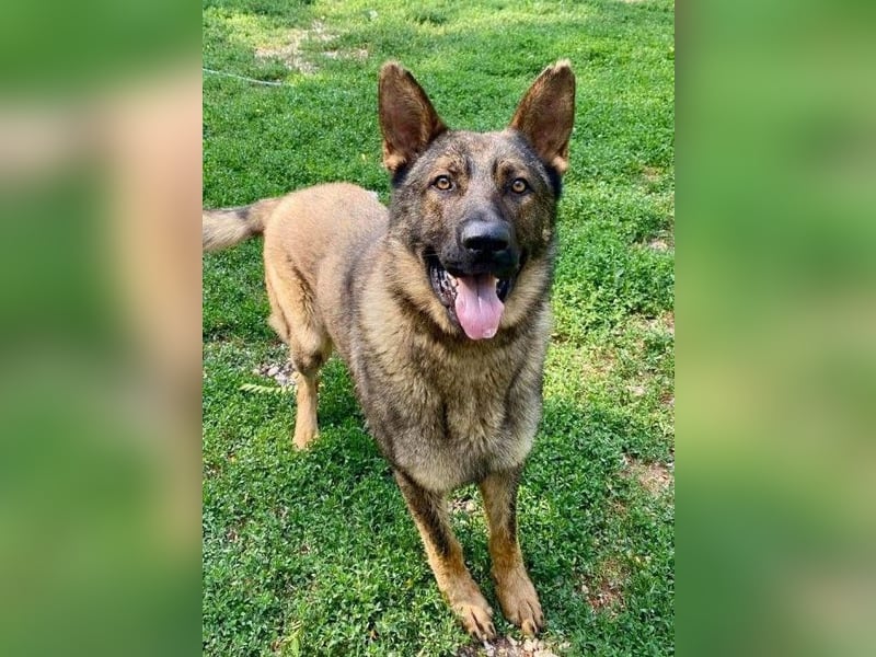 Powerpakt ZERO 2 J. deut. Schäferhund sucht Sportbegeisterte Menschen